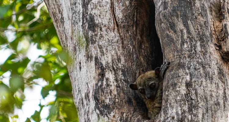 Aventure marine à Madagascar (voyage de groupe) - Là où la forêt rencontre la mer - Mora-Travel S.A.R.L. 10