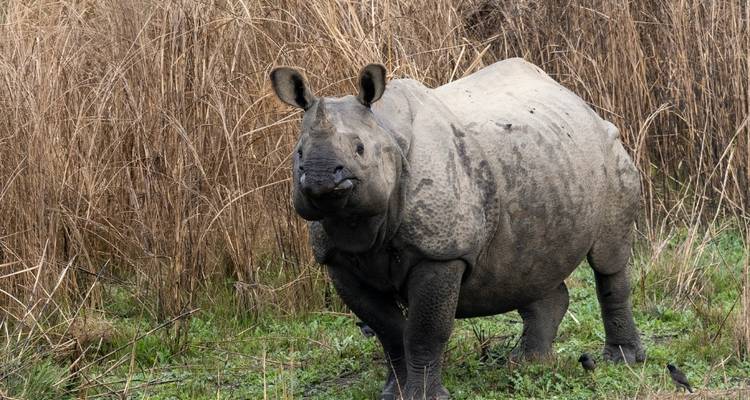 (6N/7D) Circuito Nepal - Katmandú -  Pokhara - Chitwan - Yoganshi Travel 2