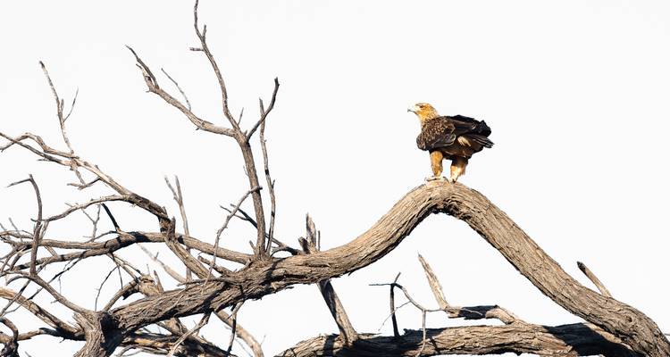 Botsuana - Trans Kalahari - Sunway Safaris 4
