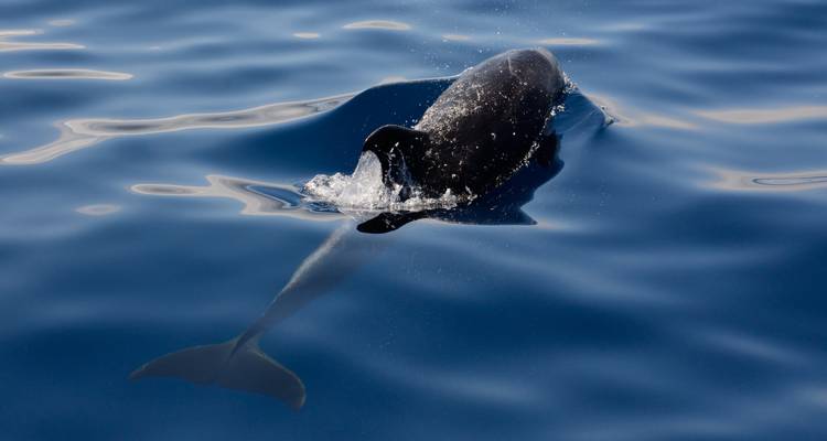 Un delfín nadando en aguas azules cristalinas.