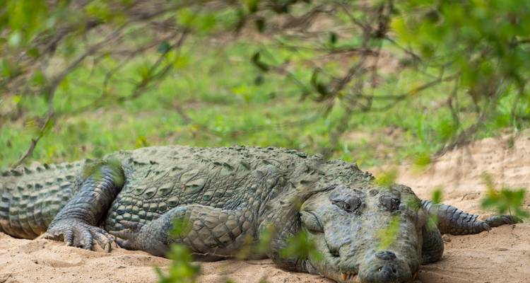 Cocodrilo descansando en la orilla arenosa del río.