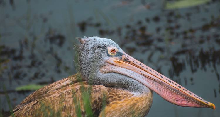 Primer plano de un pelícano cerca del agua.