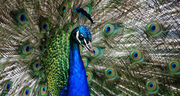 Un pavo real vibrante desplegando sus plumas.