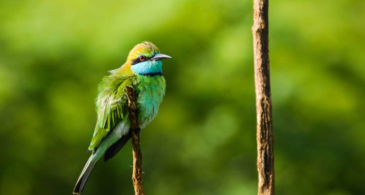 Un pájaro colorido posado en una rama.