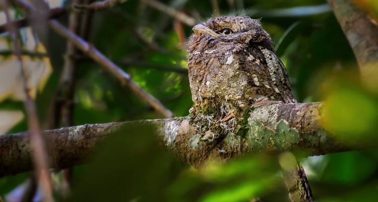 Pájaro camuflado entre las ramas de los árboles.