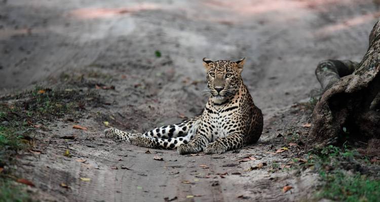 Leopardo descansando en un sendero de tierra en una reserva natural.