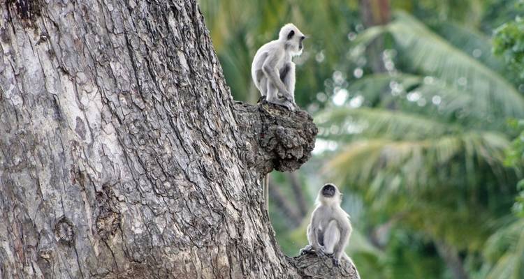 Lo más destacado de la cultura de Sri Lanka y las tierras altas (viaje privado) - MEIERS WELTREISEN 6