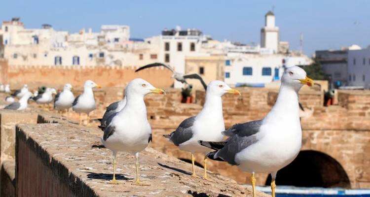 Excursión privada de un día a Essaouira desde Marrakech - Costa Atlántica, vistas panorámicas y encanto costero - My Morocco Tours 3