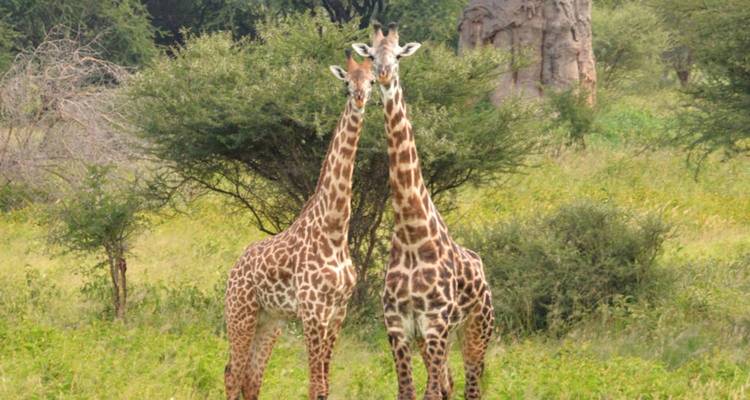 Exploration des merveilles dorées du nord de la Tanzanie - 6 jours - Akondo Adventures 3