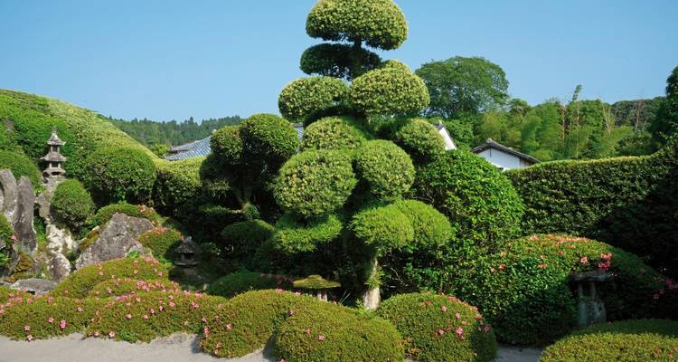 Japanse tuin met een zorgvuldig gesnoede boom en stenen lantaarns.