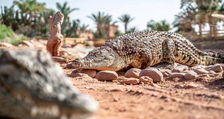 Excursión Privada de un Día a Agadir desde Marrakech - Costa Atlántica, Fauna Exótica y Monte Oufella - My Morocco Tours 6