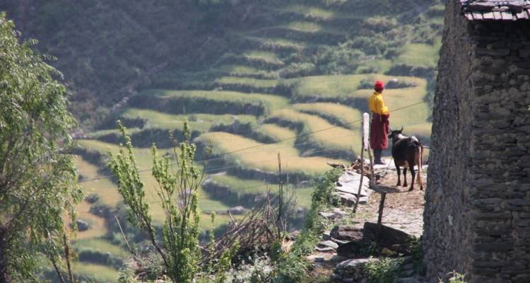 Yala Peak Climbing - Nepal Social Treks 4