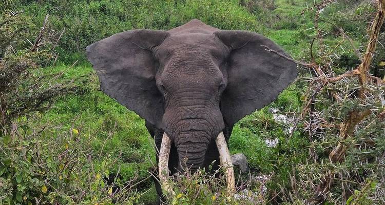 10-Day Combination Kenya & Tanzania Safari - Professional Safari Africa 1