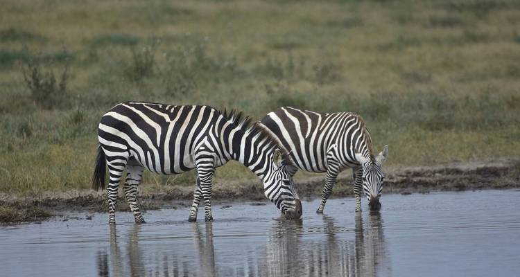 10-Day Combination Kenya & Tanzania Safari - Professional Safari Africa 2