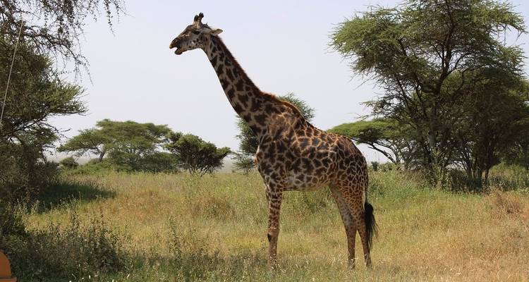 10-Day Combination Kenya & Tanzania Safari - Professional Safari Africa 3