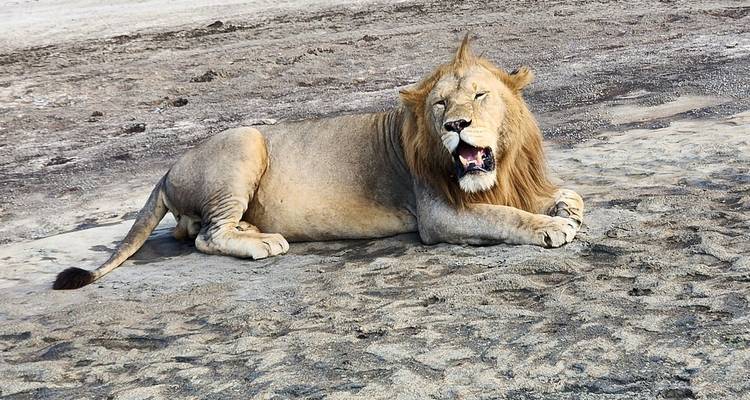 10-Day Combination Kenya & Tanzania Safari - Professional Safari Africa 4