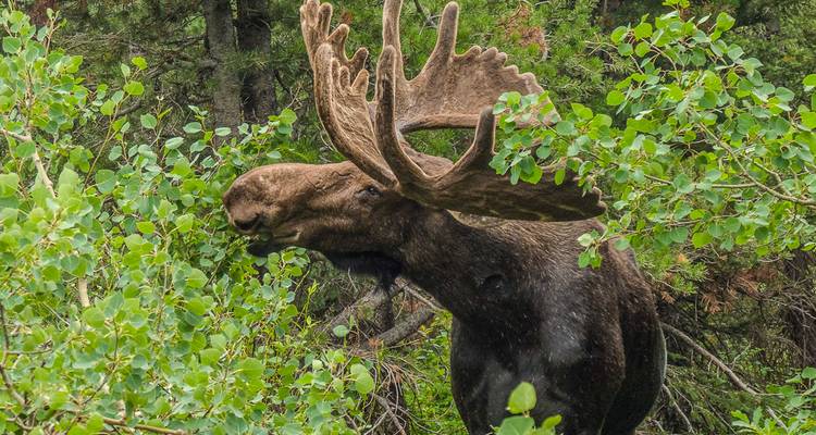 Un grand élan mâle aux bois imposants broute parmi le feuillage vert de la forêt.