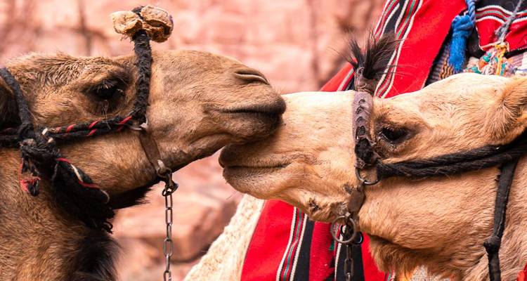 Al-Ula - 10 days adventure trip - Chamaeleon 4