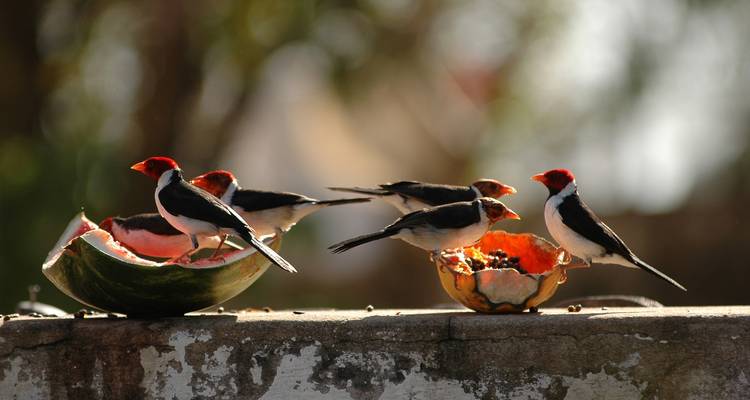 Pantanal & Amazon Wildlife - Nattrip 1