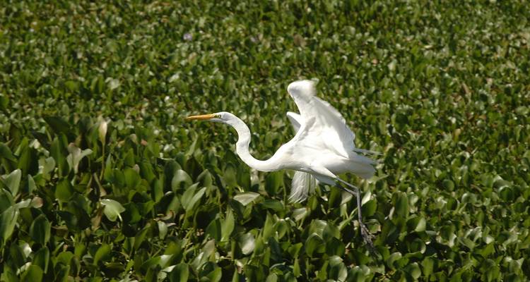 Pantanal & Amazon Wildlife - Nattrip 3
