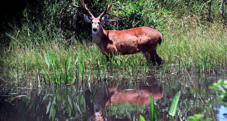 Pantanal & Amazon Wildlife - Nattrip 10