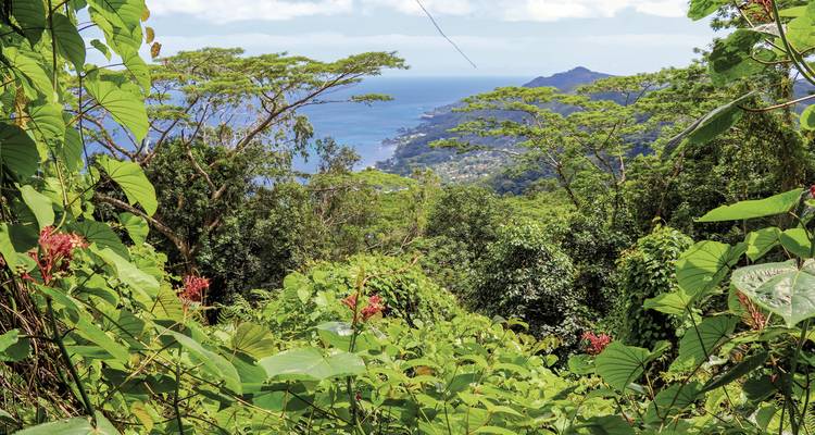 Vue sur la forêt avec en arrière-plan l'océan et les montagnes