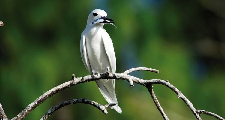 Island Hopping in the Seychelles (with private flight & boat transfer) 9 Days - MEIERS WELTREISEN 3