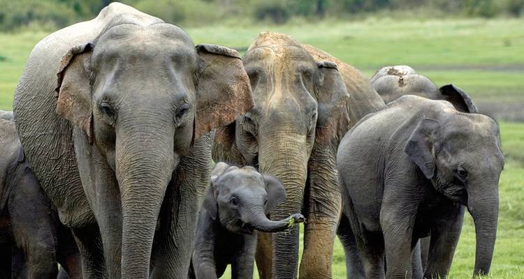 Sri Lanka entspannt geniessen - MEIERS WELTREISEN 10