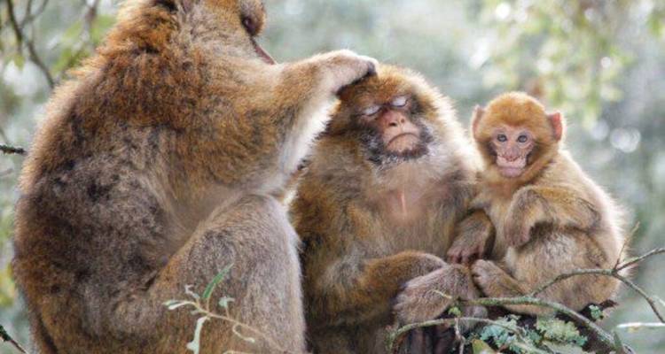 4D/3N Private Desert tour from Fez to Marrakech - Omega Tour 2