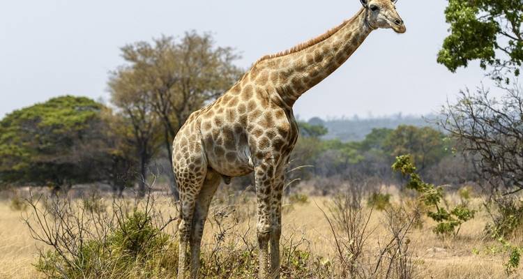 Expérience au Mozambique - 12 jours/11 nuits (Confort) - Across Africa Tours & Travel 7