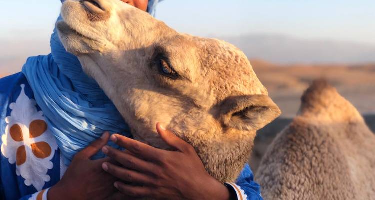 Trekking au Sahara - 6 jours ( promenade avec les nomades et les chameaux) - SAHARA EYES 8