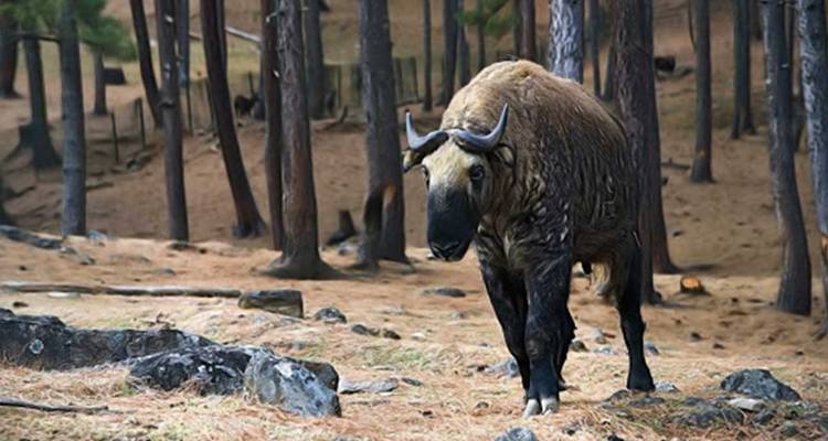 Ruta del Patrimonio de Bután: Paro, Thimphu y la histórica Punakha - MTA Destination Management Company 3