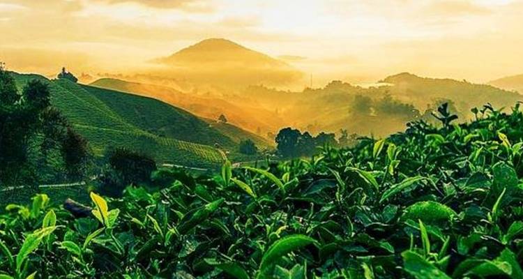 Explorations typiques à Singapour, en Malaisie et à Bali - 16 jours (guide et chauffeur privés) - UME Travel Co. Ltd 9