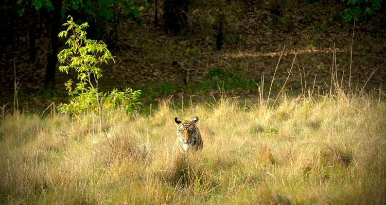 Tigre dans les hautes herbes d'une réserve naturelle.