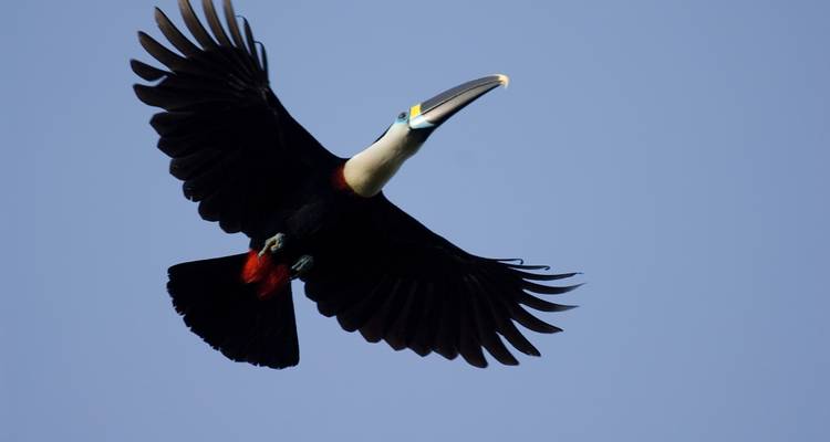 6 Days Amazon Luxury Adventure for Gay Travelers - Responsible Travel South America 2
