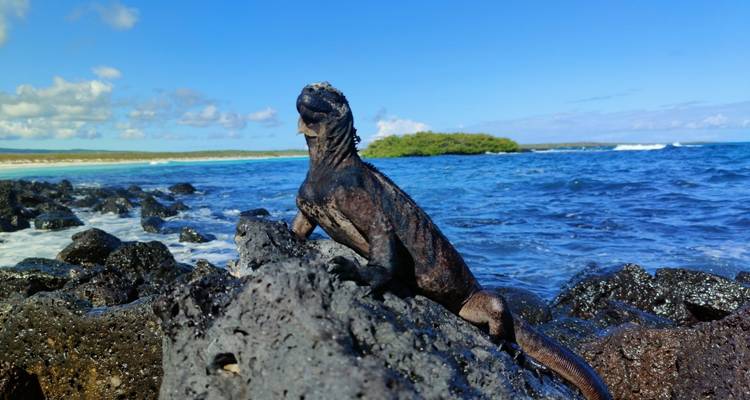 8 días de isla en isla en las Galápagos para viajeros gays - Responsible Travel South America 4
