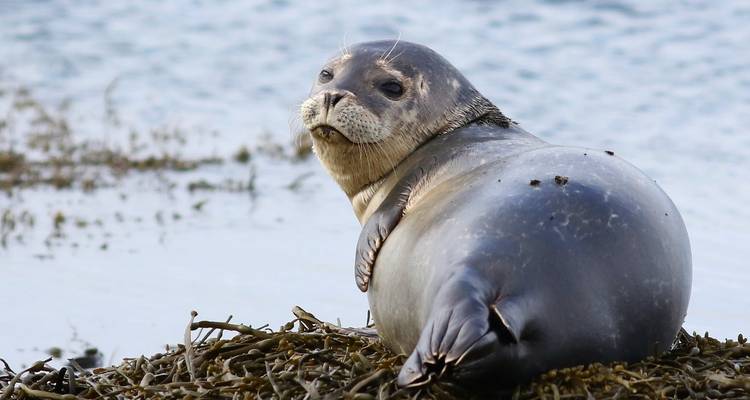L'ouest et le sud de l'Islande - 7 jours - en autotour - Snaeland Travel 1