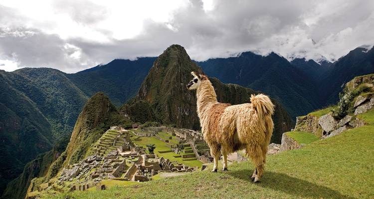 Llama standing in front of Machu Picchu ruins.
