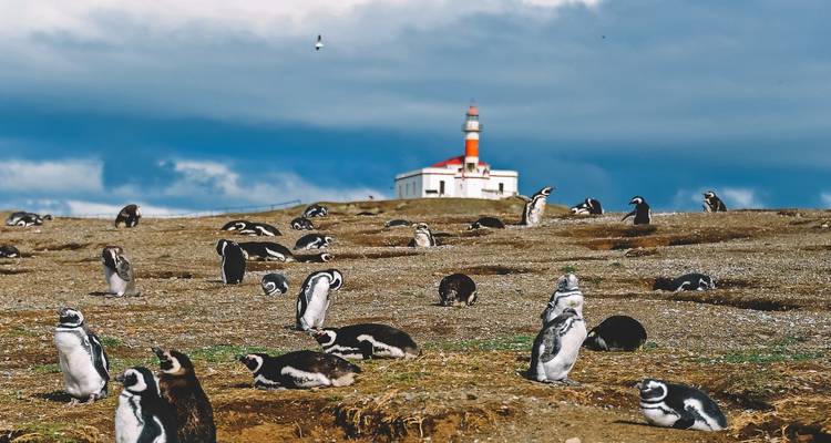 Penguins gathered around a lighthouse on a rocky landscape.