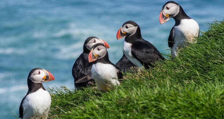 Un grupo de frailecillos en un acantilado cubierto de hierba con el mar de fondo.