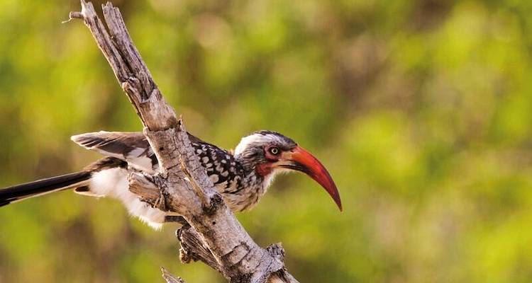 Aventura en las cataratas Victoria y Safari desde/hasta las cataratas Victoria - MEIERS WELTREISEN 10