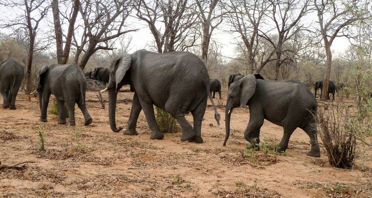 Victoria Falls & Safari Adventure from/to Victoria Falls - MEIERS WELTREISEN 5