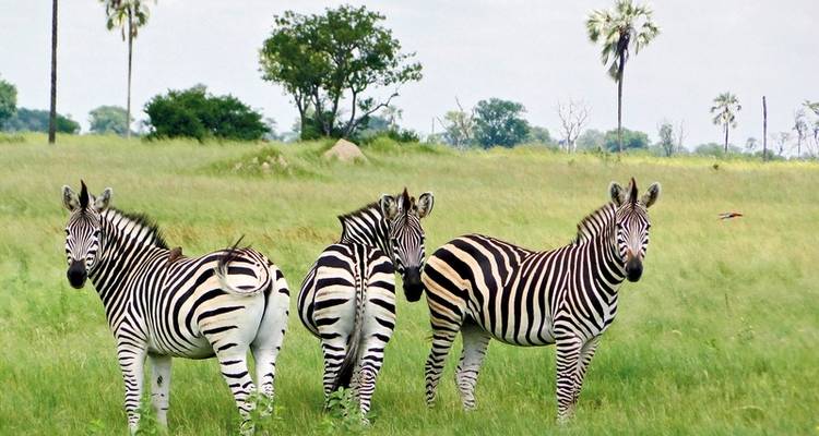 Victoria Falls & Safari Adventure from/to Victoria Falls - MEIERS WELTREISEN 1