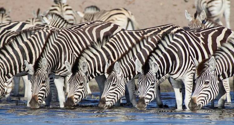 Victoria Falls & Safari Adventure from/to Victoria Falls - MEIERS WELTREISEN 2