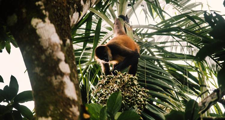 Explorando Costa Rica de la selva a la playa - Localista 8