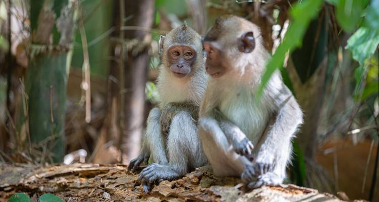 Zwei Affen sitzen auf einem Baumstamm im Wald.