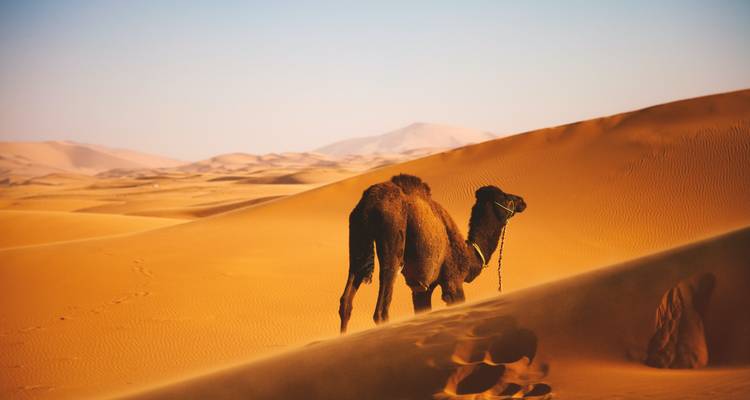 Camel standing on sand dunes under a clear blue sky.