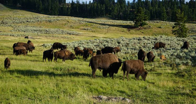 Manada de bisontes pastando en un campo.