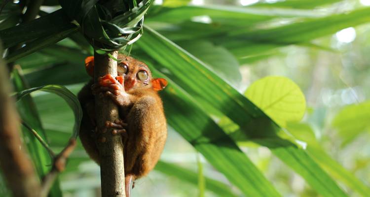 Singapour et les Philippines : les lumières de la ville rencontrent le paradis des îles - journaway 5
