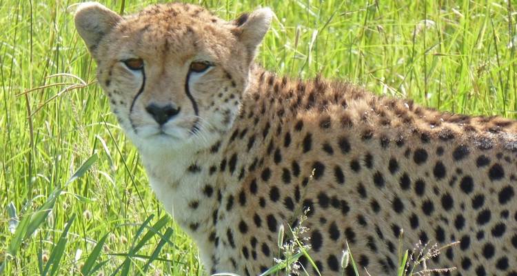 Les Plaines d'Afrique - Safari au Kenya (de Nairobi à Amboseli) - Collette 5